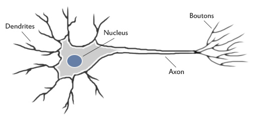 Biological Neuron